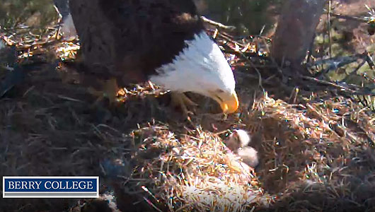 BerryEagleCam